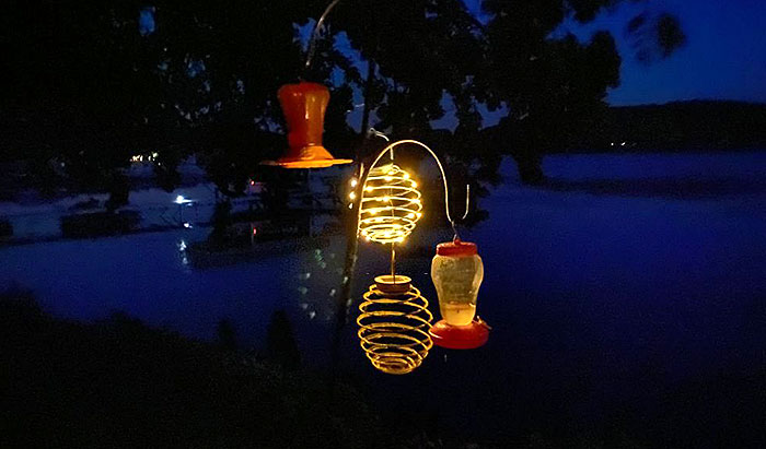 feeding bird at night