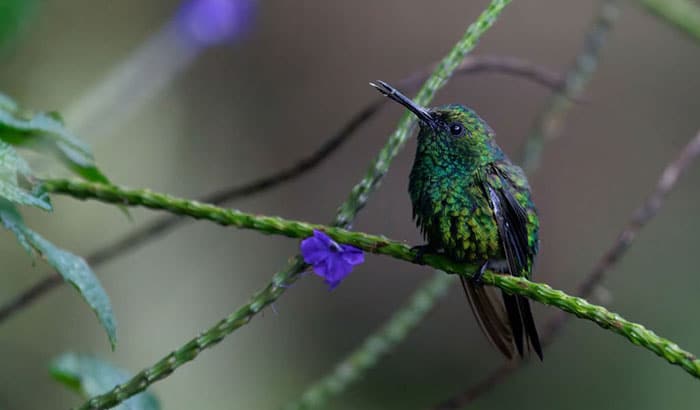 hummingbirds sleeping habit