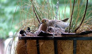 what does baby doves eat