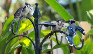 what time of day do birds feed