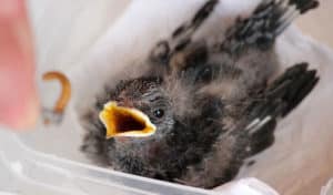 what to feed fledgling birds