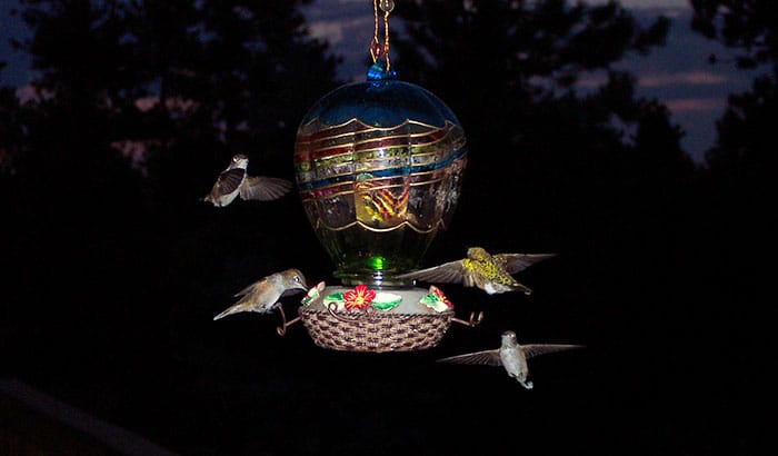 where do hummingbirds go at night