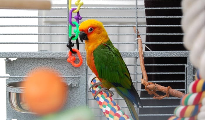 best cage for sun conure