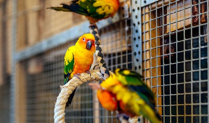 best green cheek conure cage