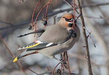 bohemian waxwing