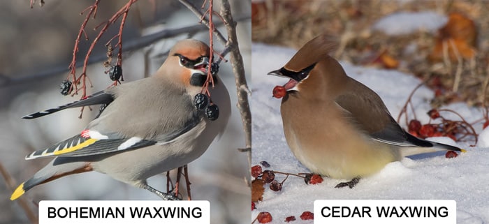 cedar waxwing vs bohemian waxwing