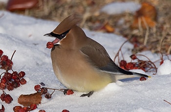 cedar waxwing