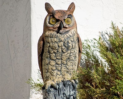 fake owl displays