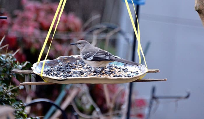 get rid of mockingbird at feeder