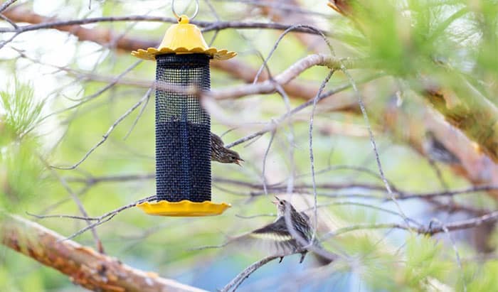 how to feed thistle seed to birds