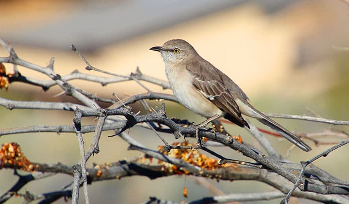 how to keep away mockingbirds