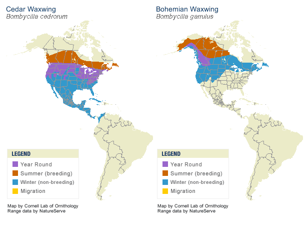 waxwing location