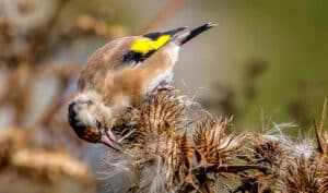 what birds eat thistle seed