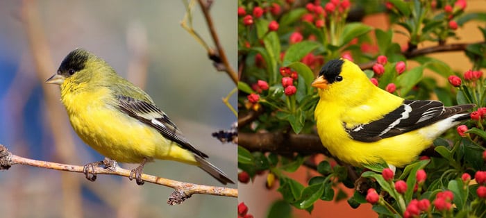 american goldfinch vs lesser goldfinch