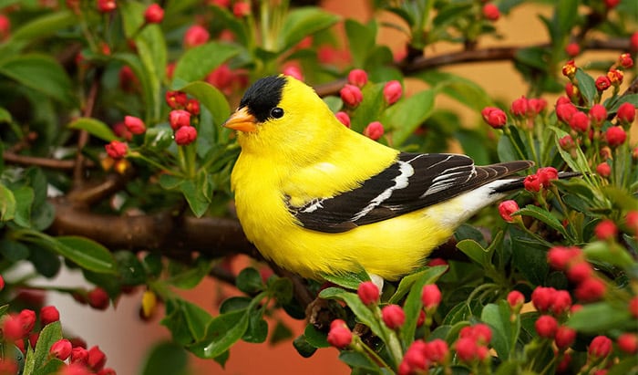 american goldfinch