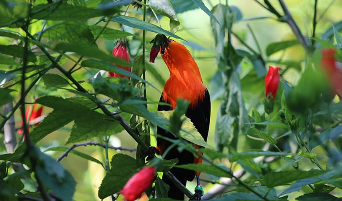 do birds smell food