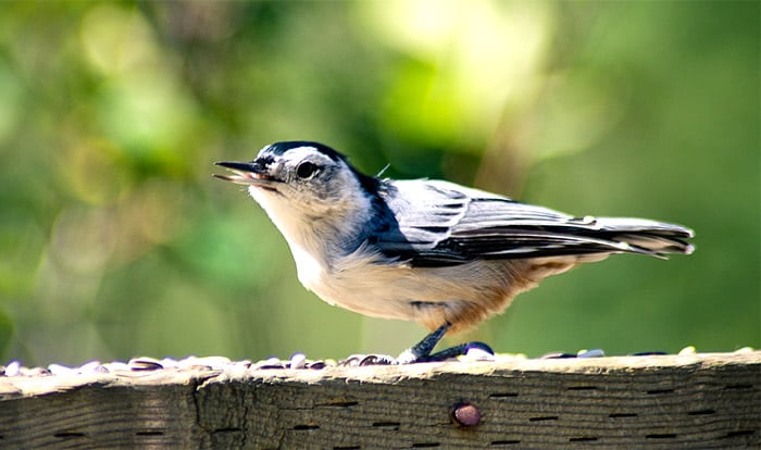 how do birds catch food