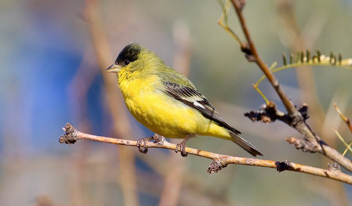 lesser goldfinch