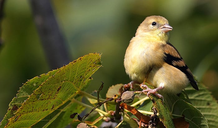 understanding bird senses