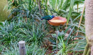 what to put under bird feeders