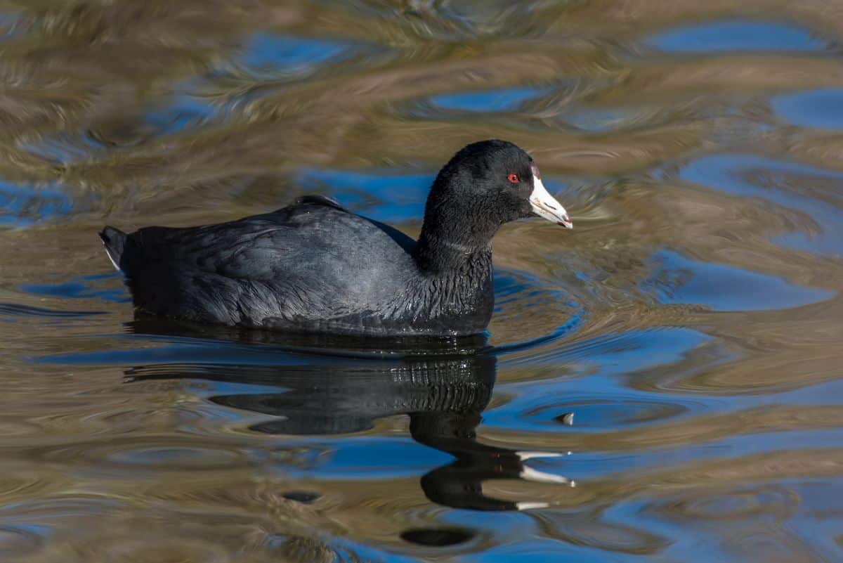 A beautiful American Coot swimming in water.