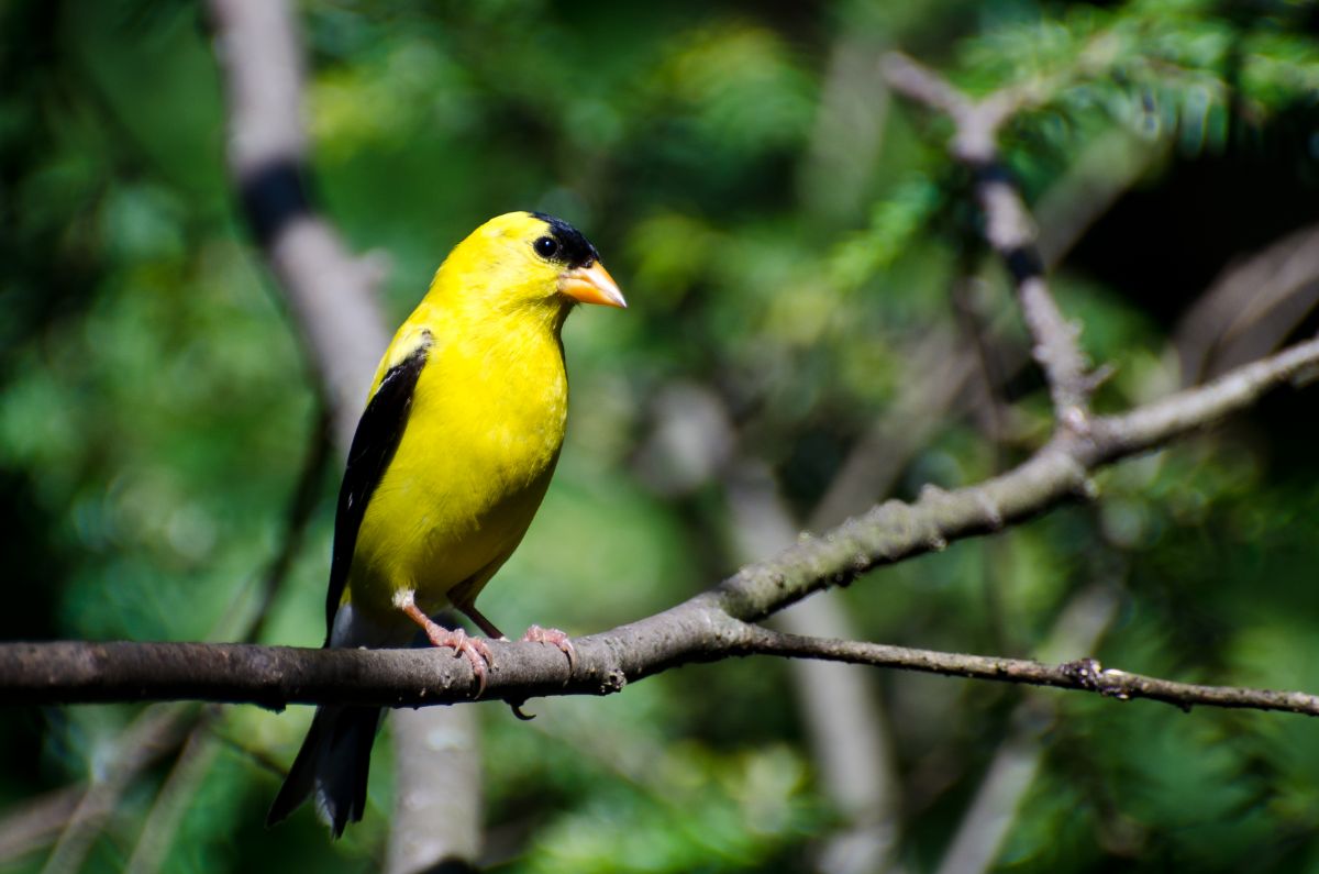 A beautiful American Goldfinch perching on a branch.