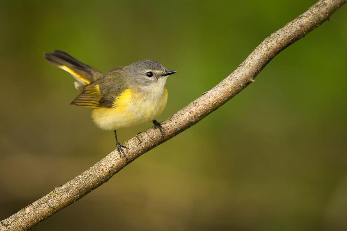 A cute American Redstart perched on a branch.