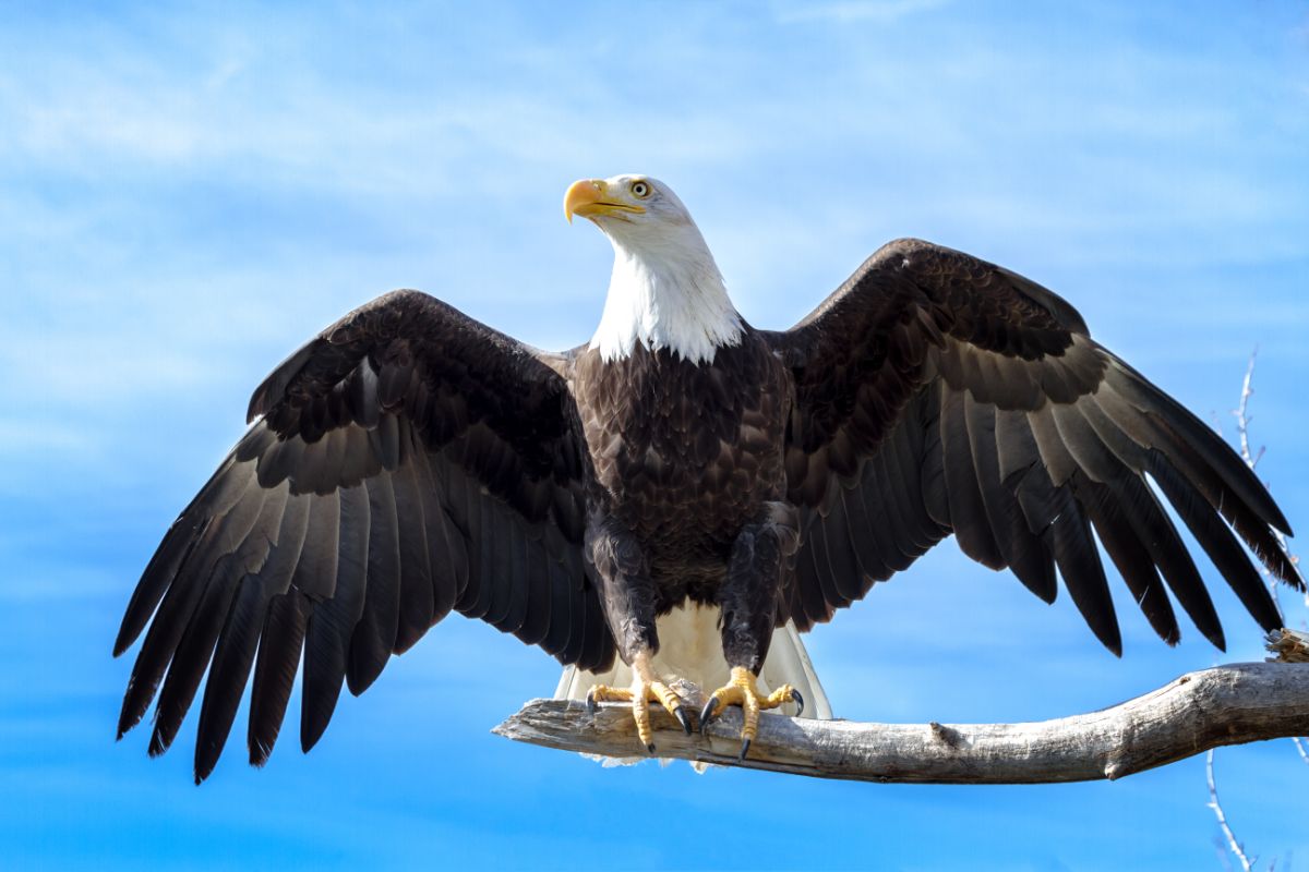 A majestic Bald Eagle perched on a branch.
