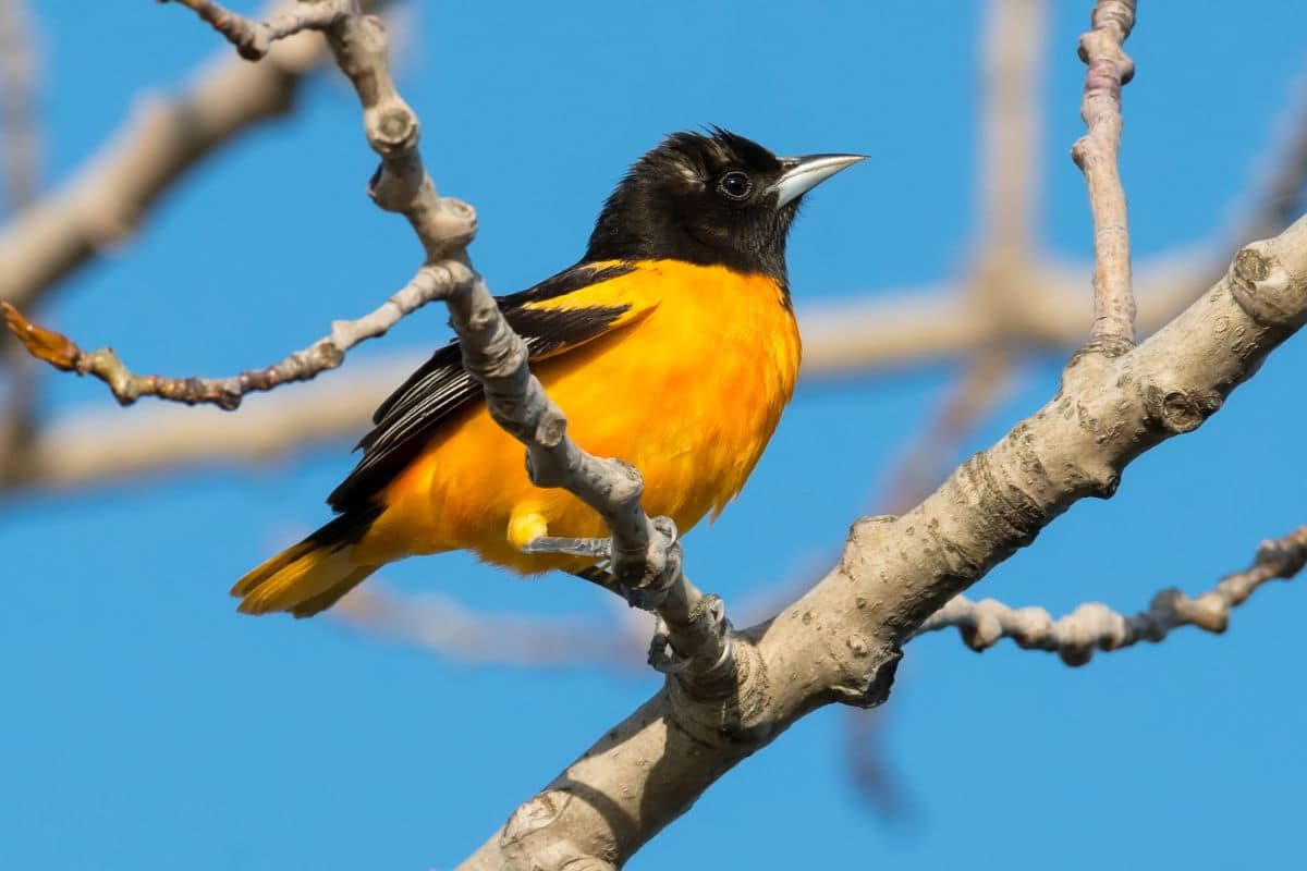 Beautiful baltimore oriole standing on a tree branch.