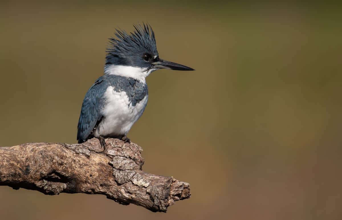 A cute Belted Kingfisher perched on a branch.