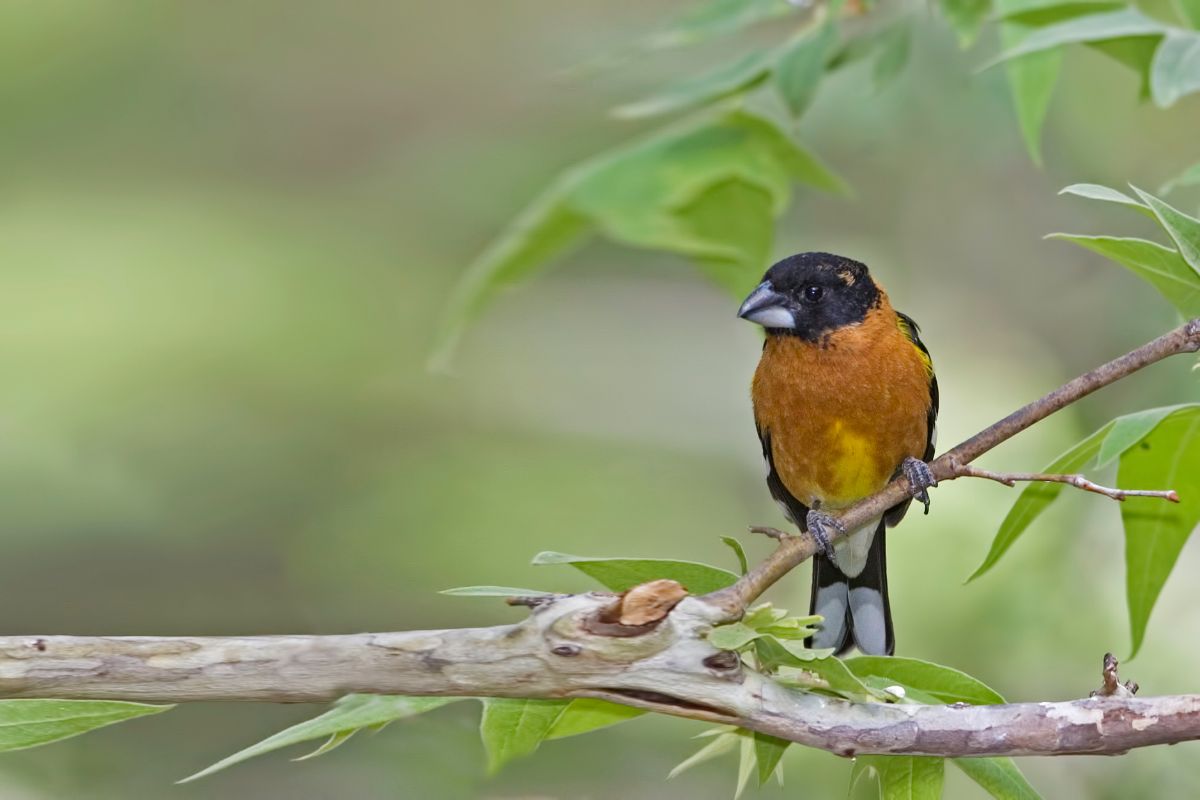 Black-Headed Grosbeak perching on a tree branch.