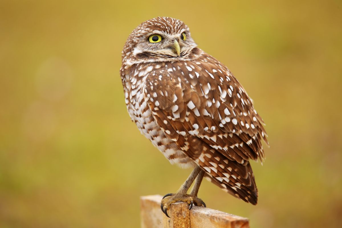 A beautiful Burrowing Owl perched on a wooden board.