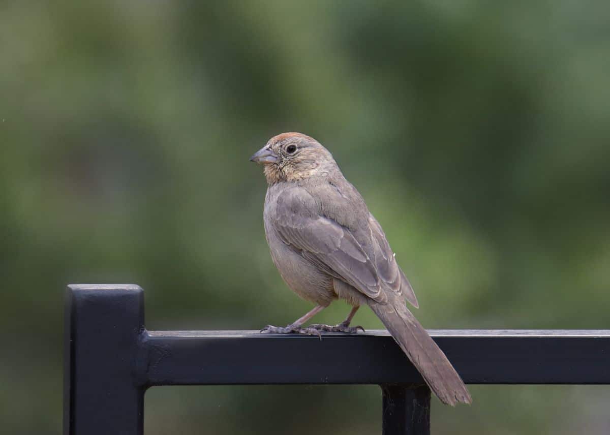 A cute Canyon Towheeperched on a metal fence.