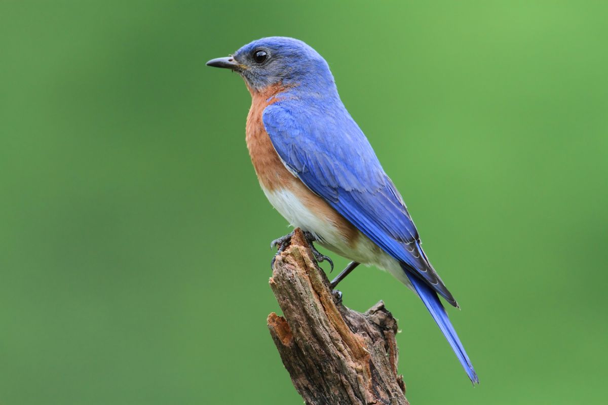 A beautiful Eastern Bluebird perched on an old broken branch.