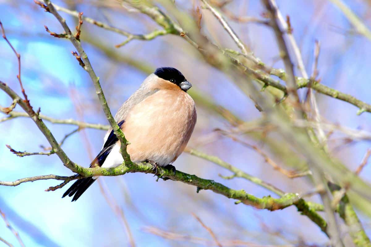 A beautiful Eurasian Bullfinch sitting on a tree branch.