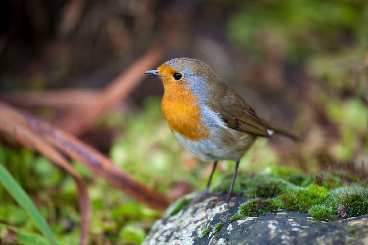 Cute European Robin standing on rock.