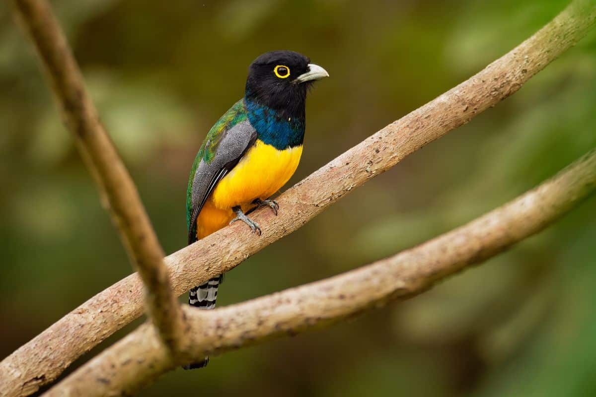 A beautiful Gartered Trogon perched on a branch.