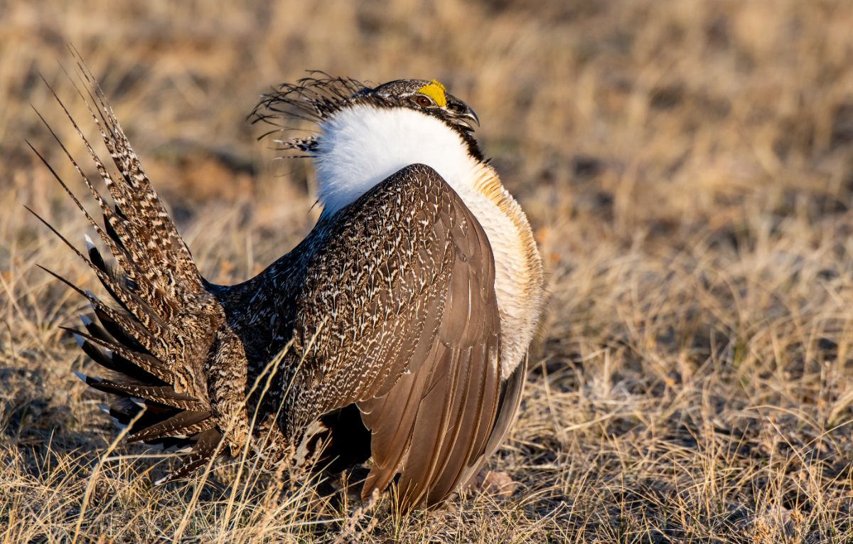 A beautiful Greater Sage Grouse standing on a field on a sunny day.