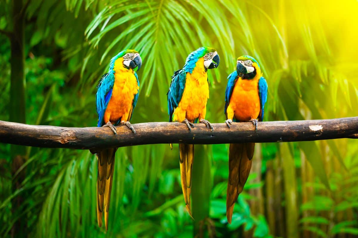 Three beautiful Macaws perched on a branch.