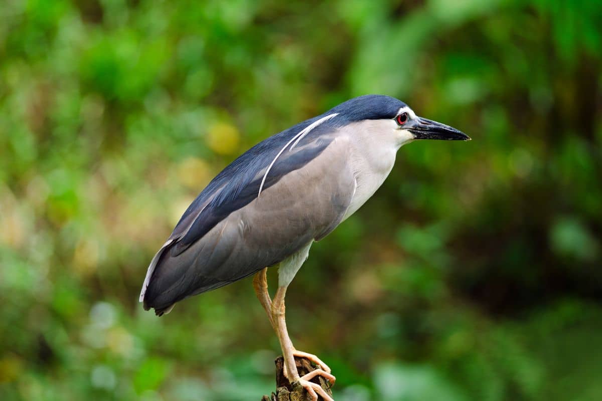 Night heron standing on a wooden pole.