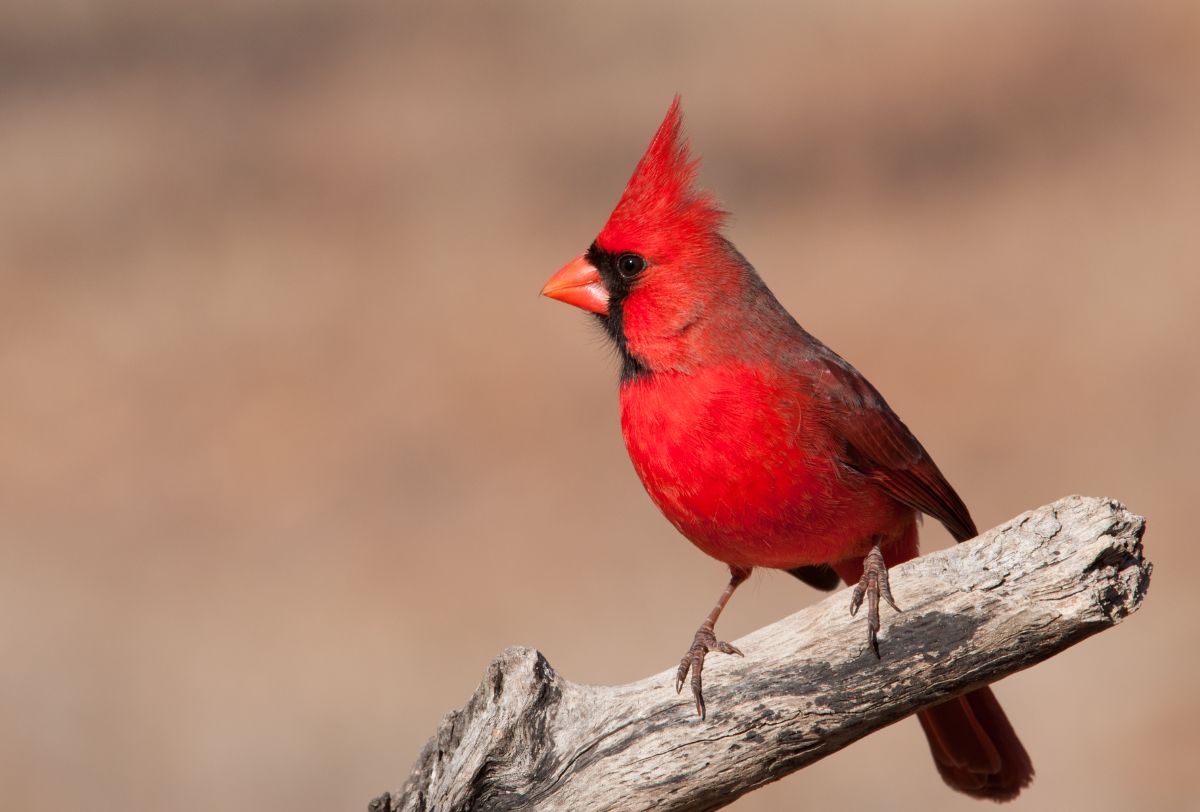 A beautiful Northern Cardinal perched on a tree branch.