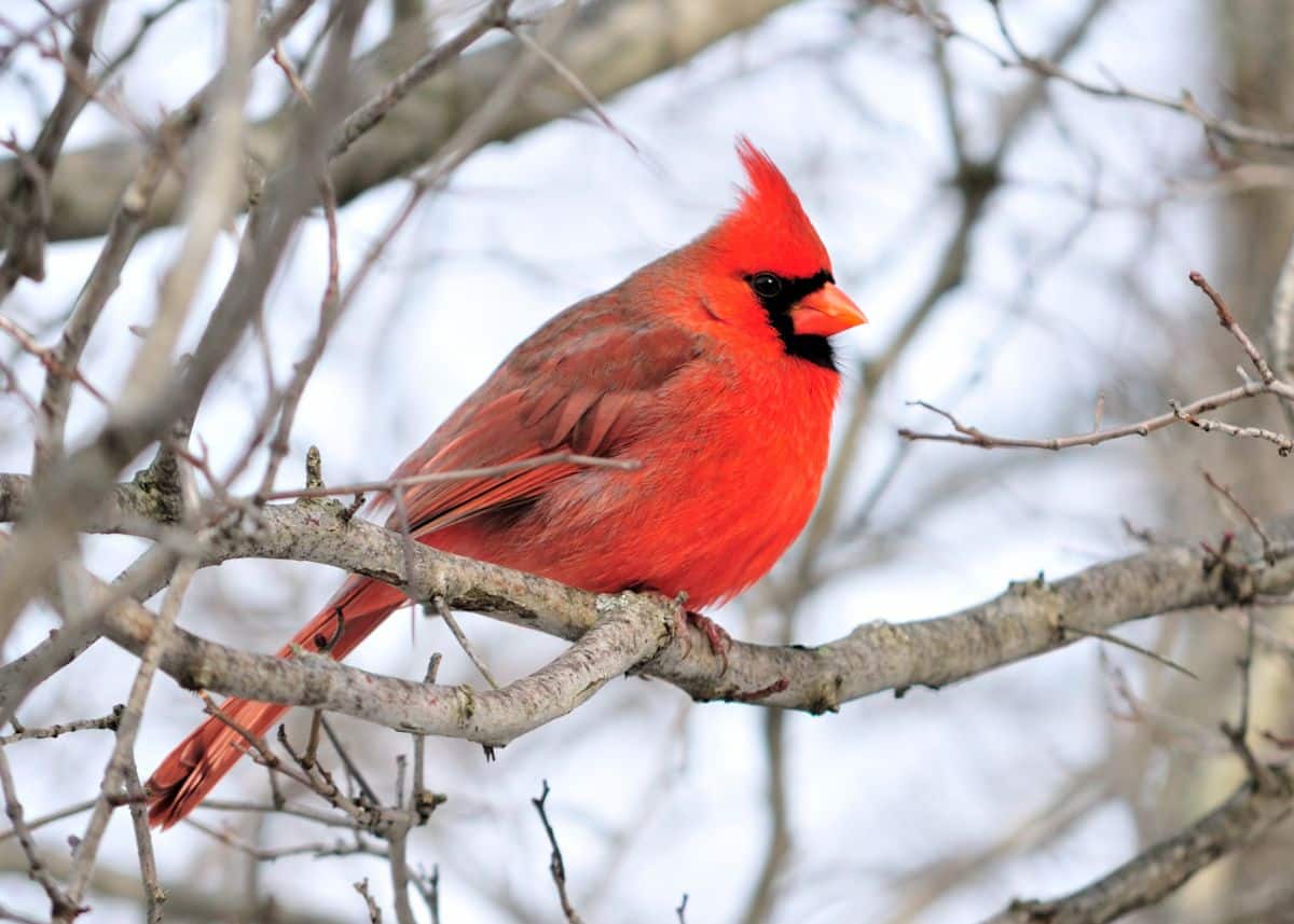 A beautiful Northern Cardinal perched on a tree branch.