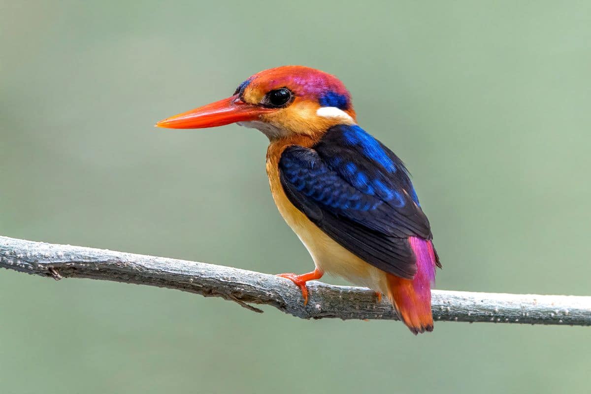 A beautiful Oriental Dwarf Kingfisher standing on a tree branch.