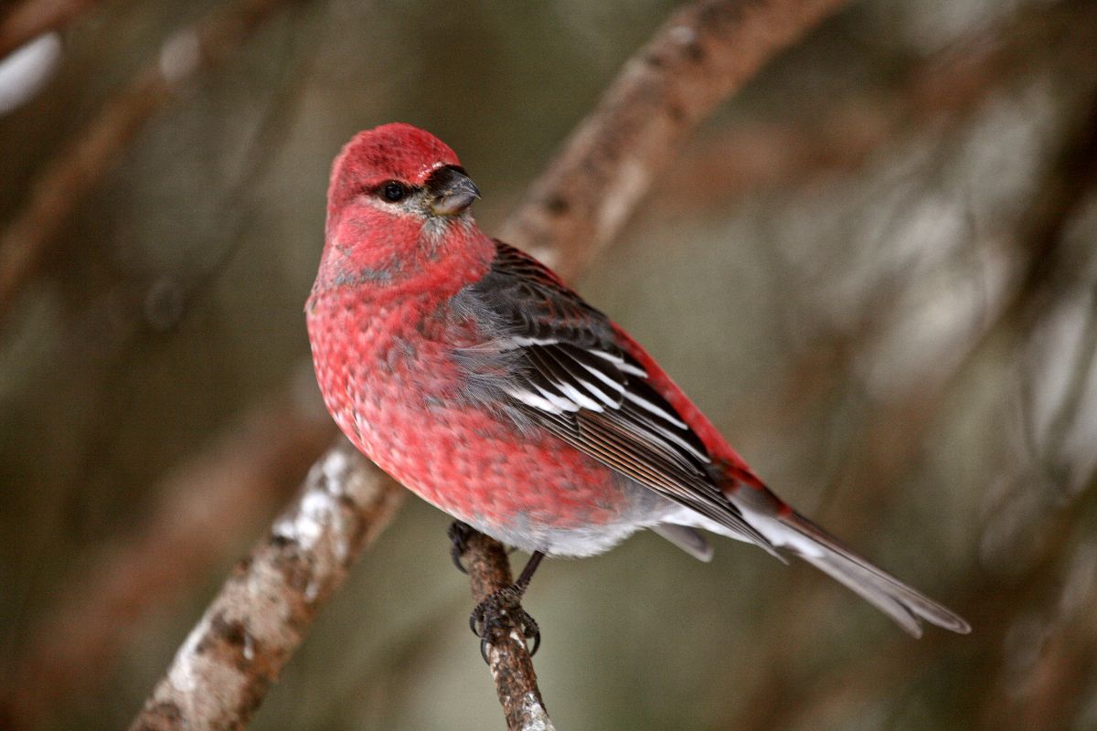 A beautiful Red Crossbill perched on a branch.