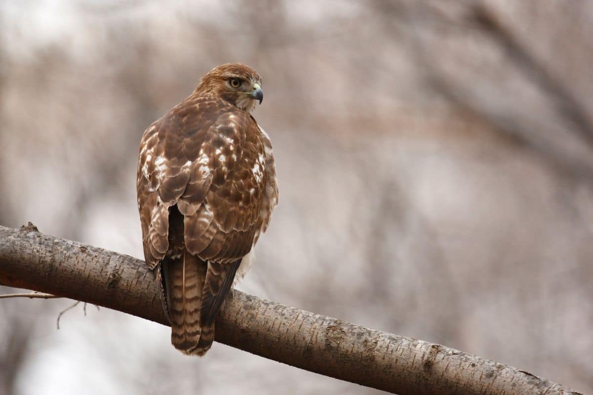 Red-Tailed Hawk sitting on a tree branch.