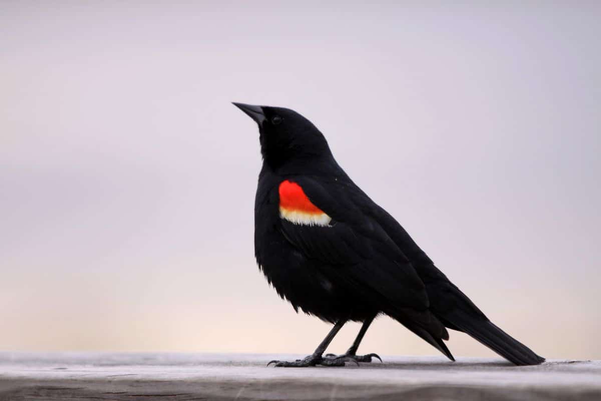 A beautiful Red-Winged Blackbird standing on a wooden board.