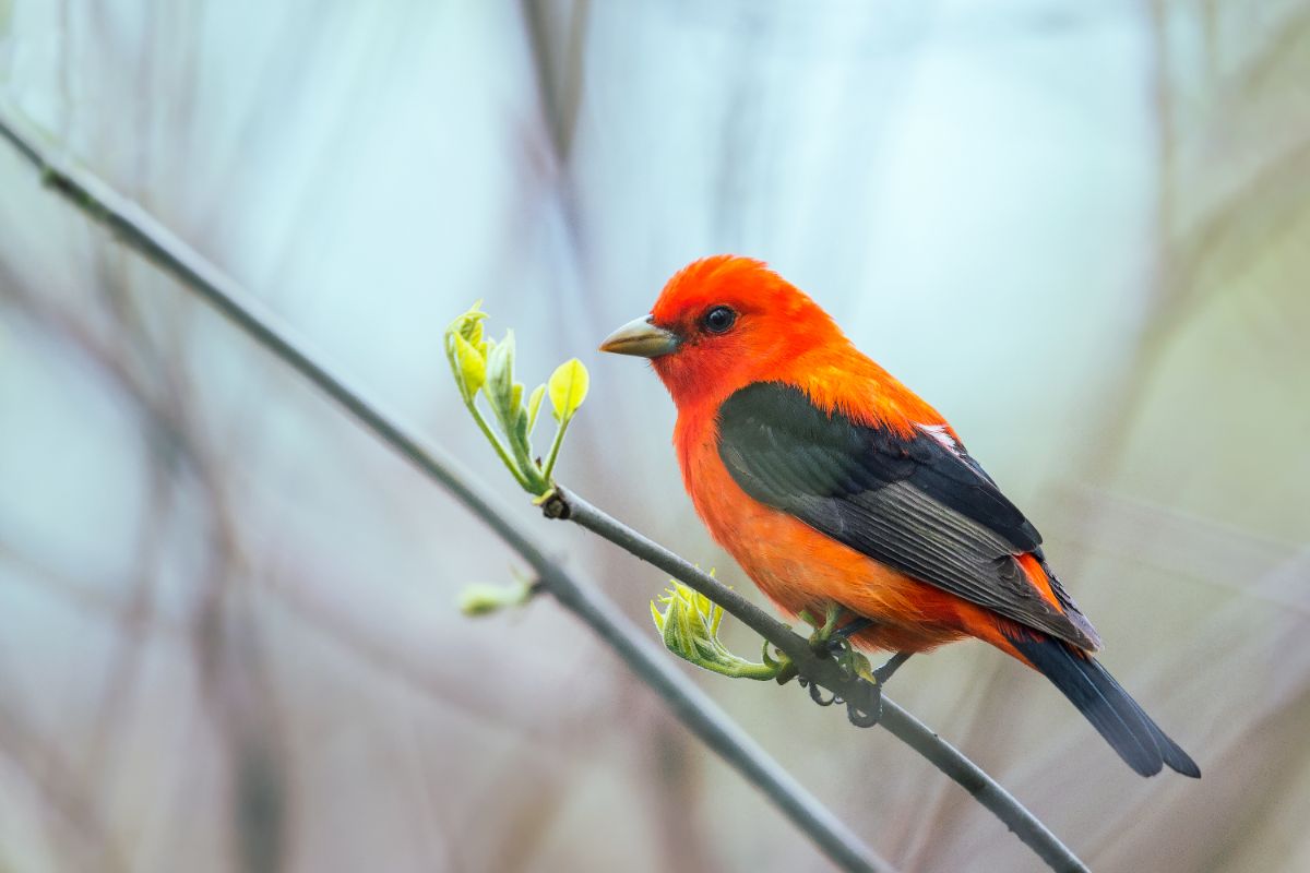 A beautiful Scarlet Tanager perched on a thin branch.