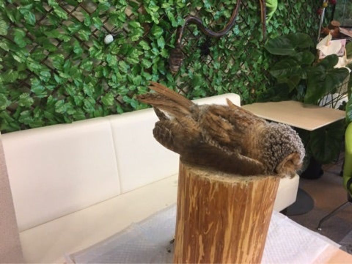 A big brown owl sleeping on a wooden pole.