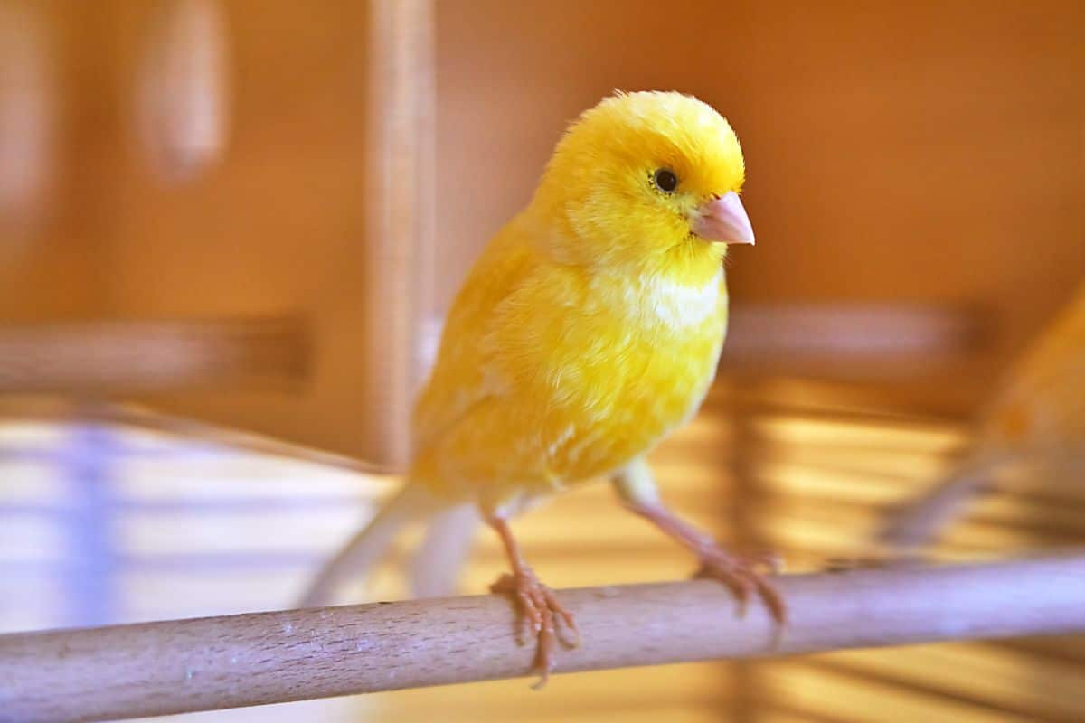 A beautiful yellow Canary on a pole.
