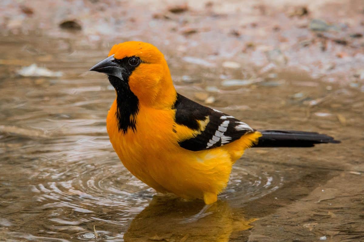 Cool-looking Altamira Oriole standing in water.